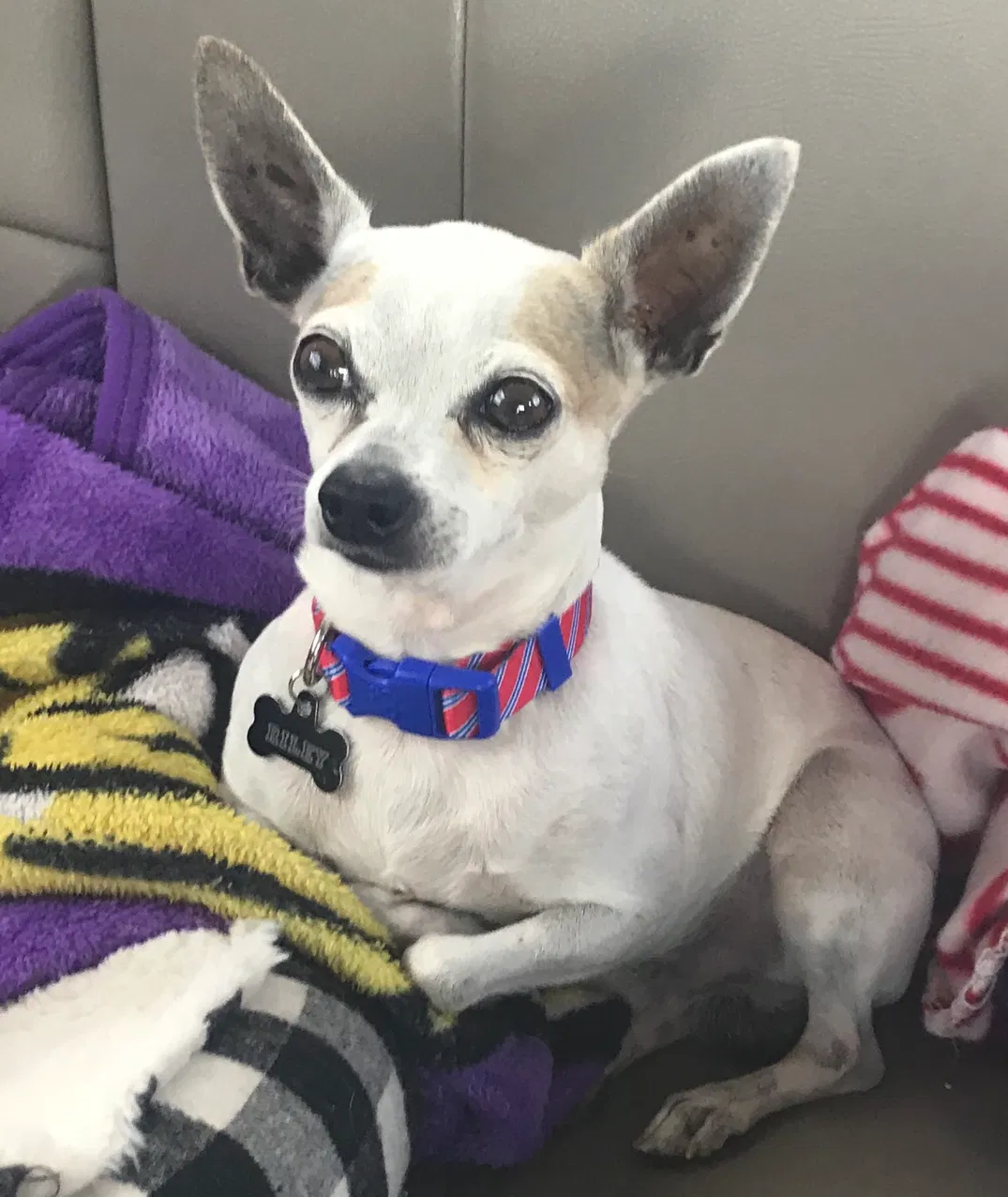 Lost dog in Pollock, LA, 71467