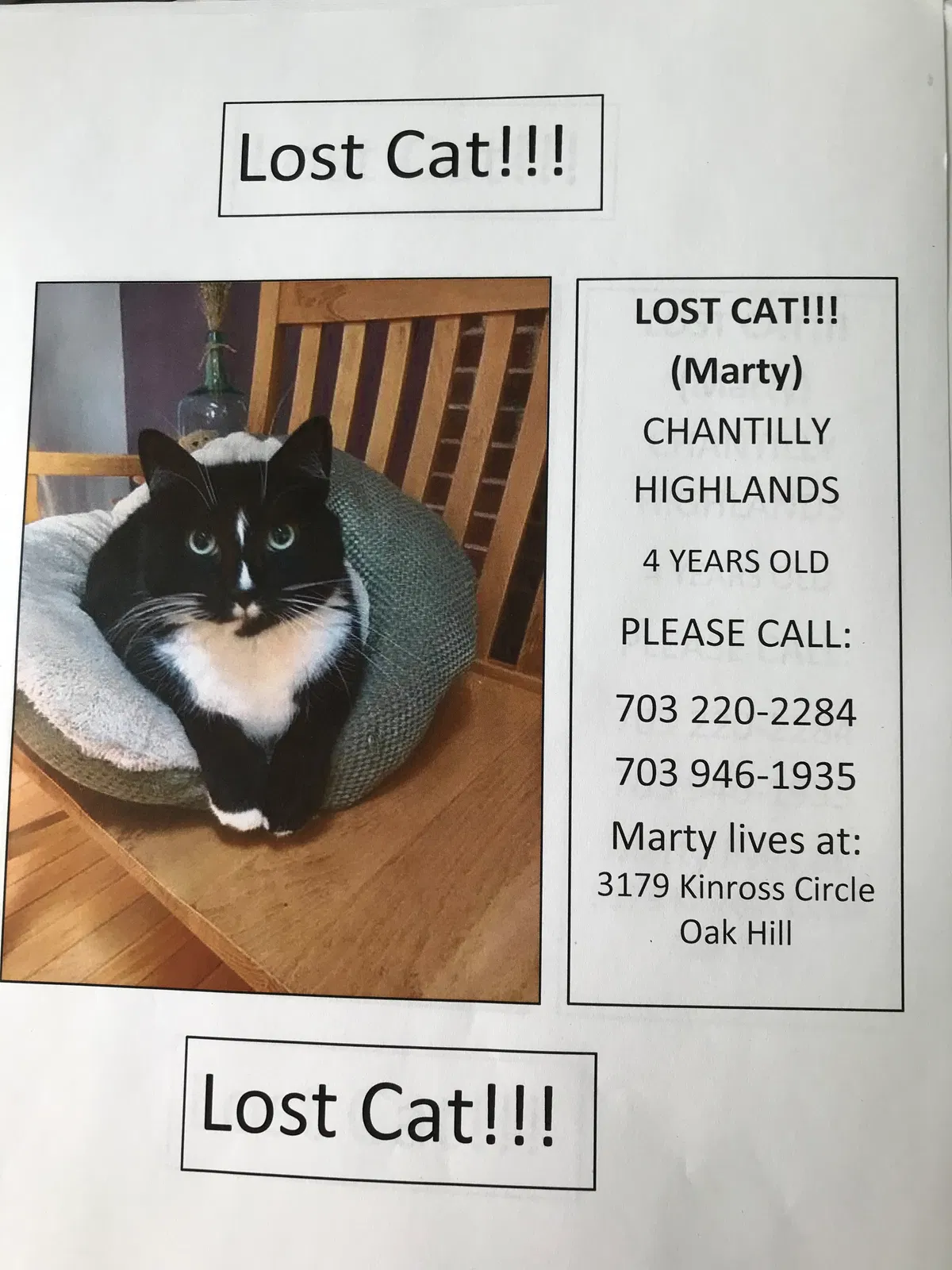Lost cat in Herndon, VA, 20171