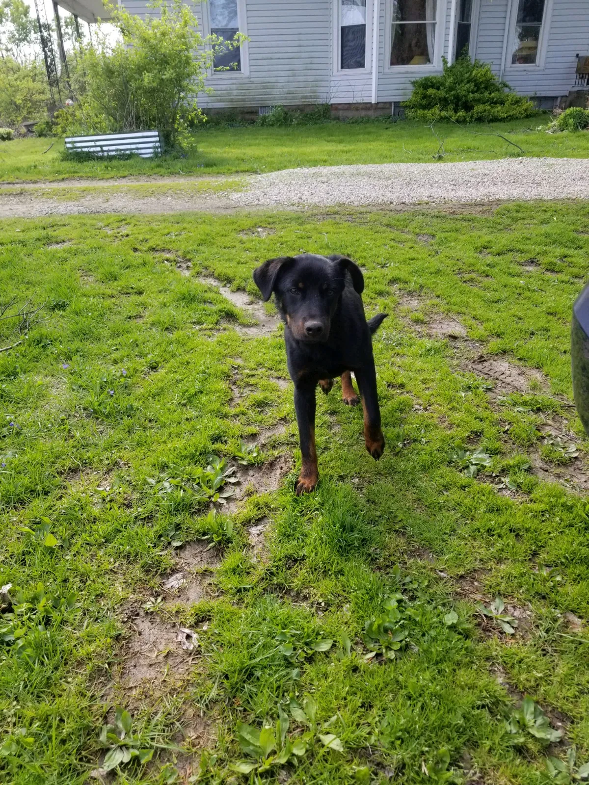 Found dog in West College Corner, IN, 47003