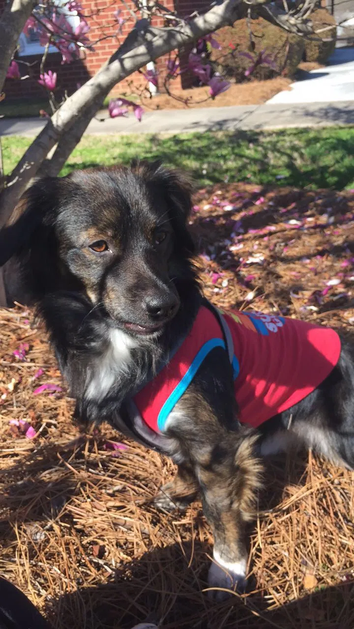 Lost dog in Kannapolis, NC, 28081