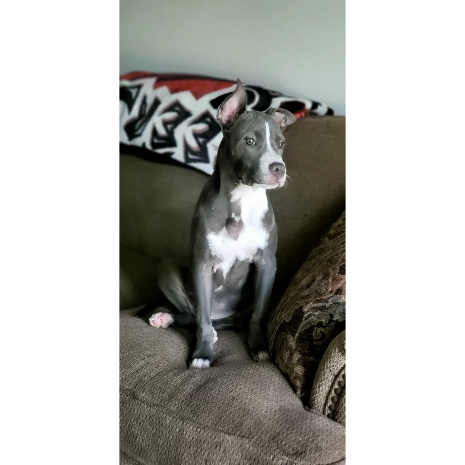 Lost dog in Los Fresnos, TX, 78566