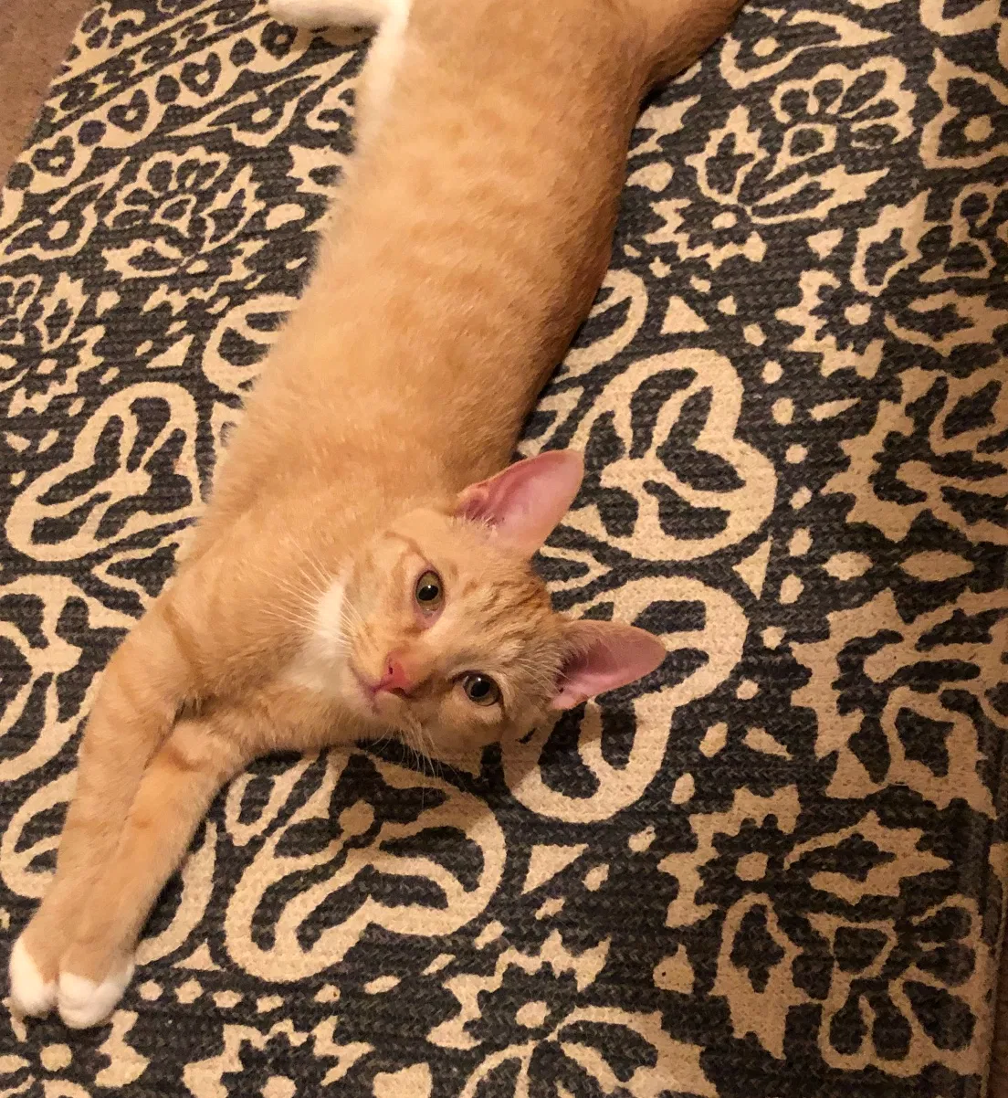 Lost cat in Birmingham, AL, 35242