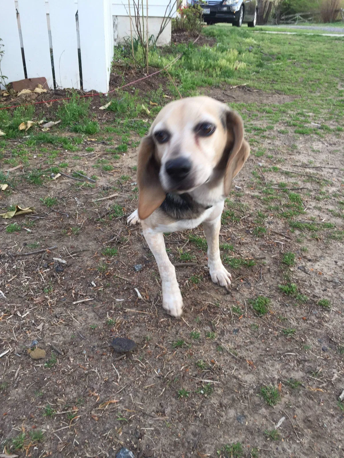 Lost dog in Beaumont, TX, 77703