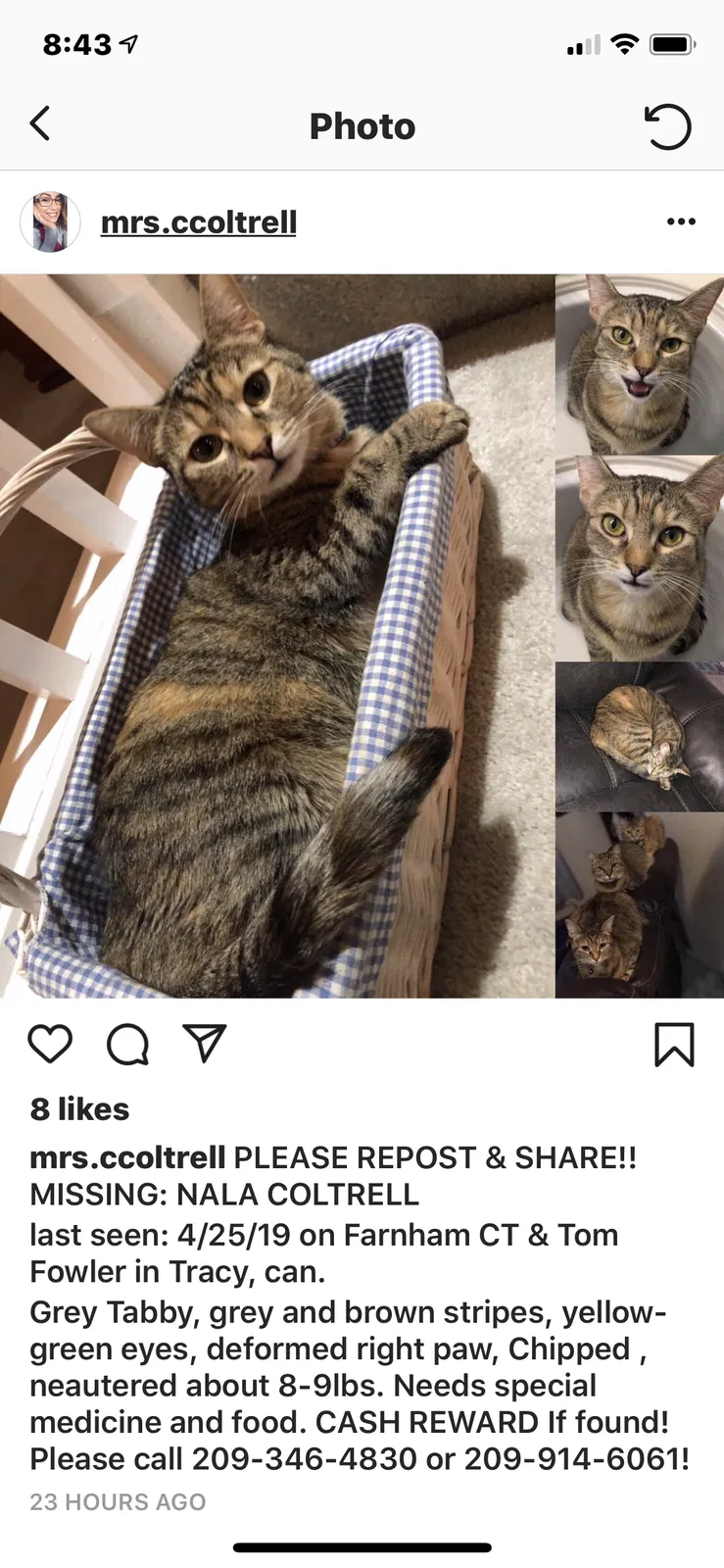 Lost cat in Tracy, CA, 95377