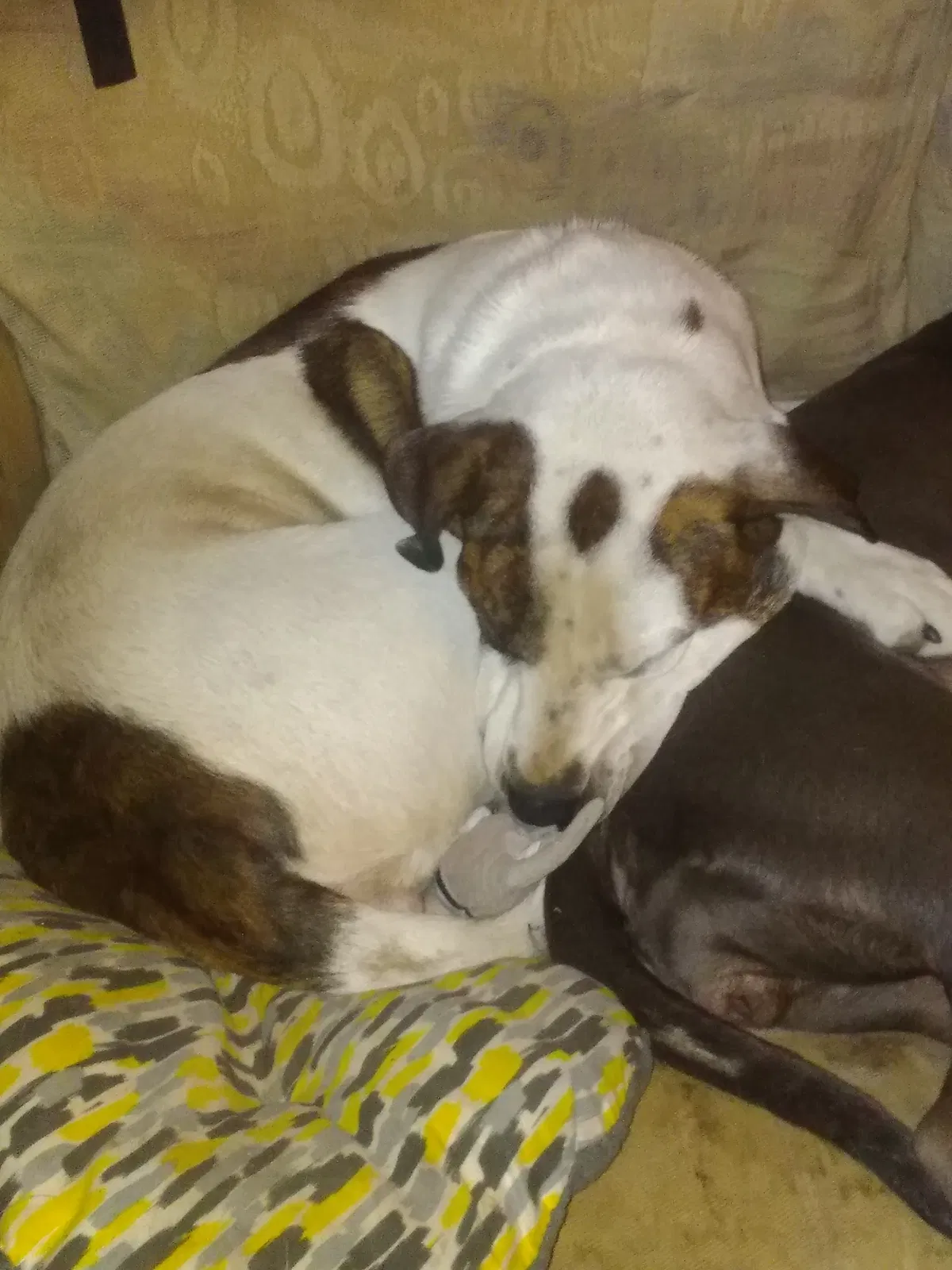 Lost dog in Amarillo, TX, 79107