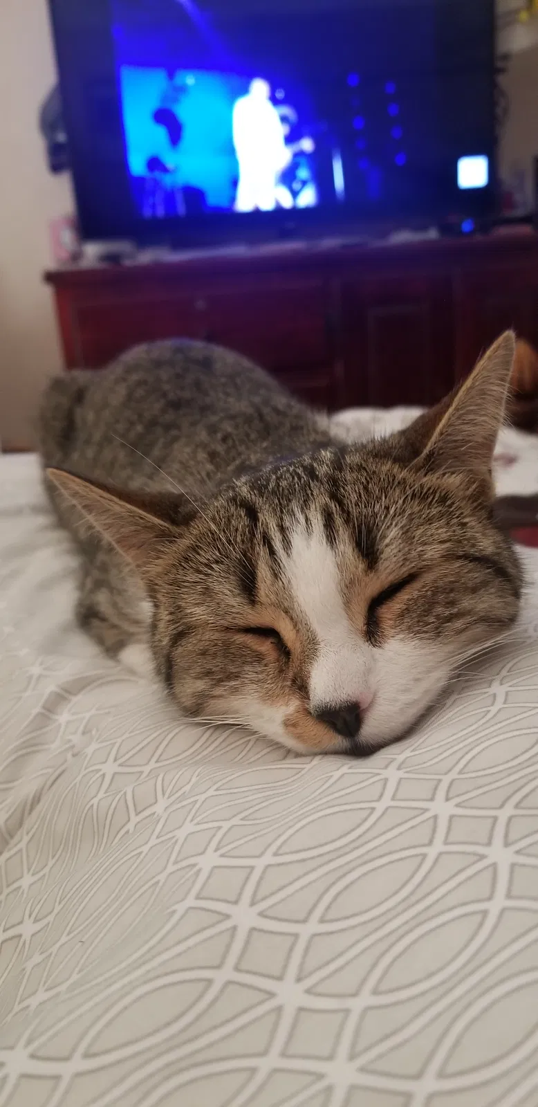 Lost cat in Tustin, CA, 92780