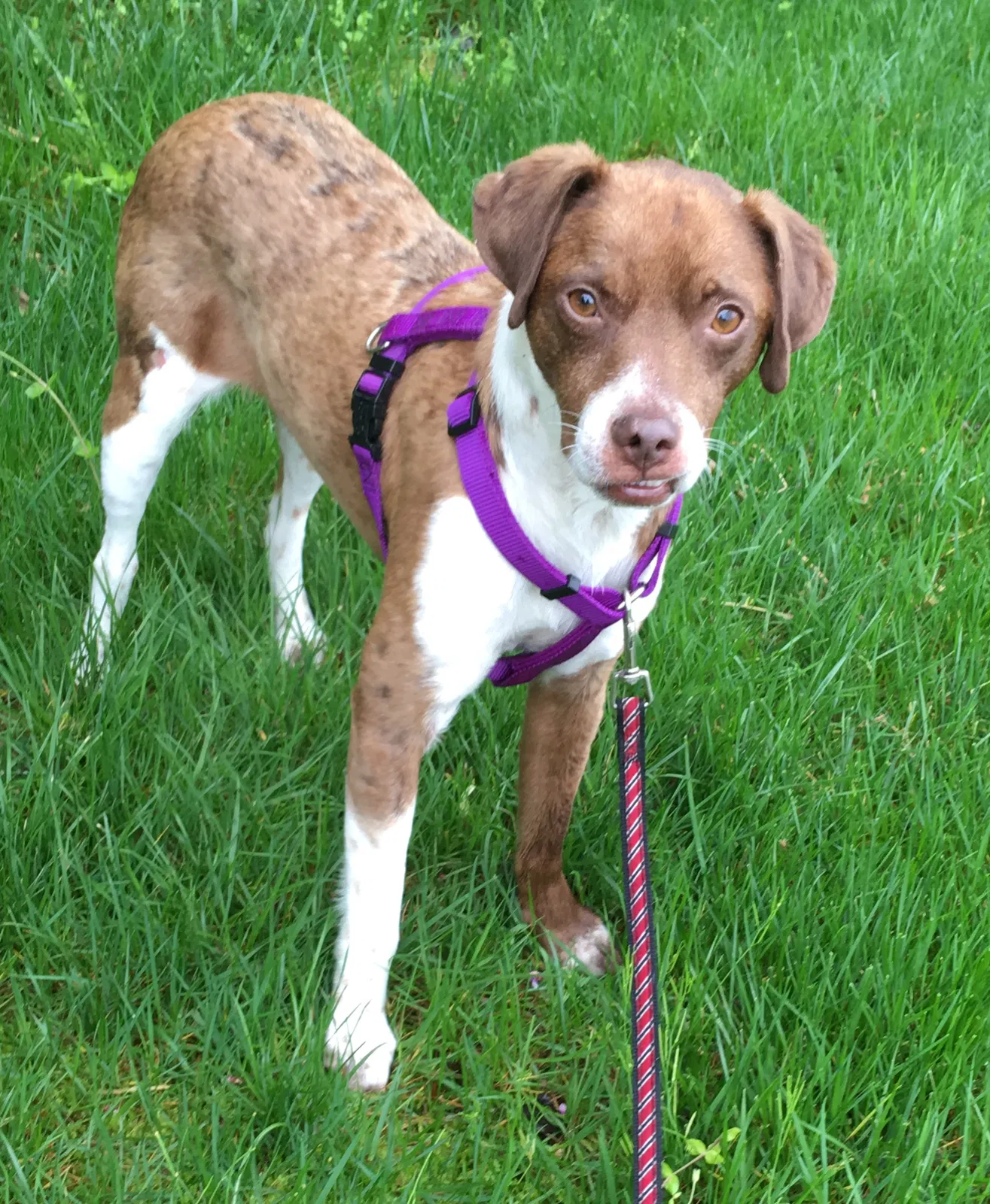 Lost dog in Knoxville, TN, 37922