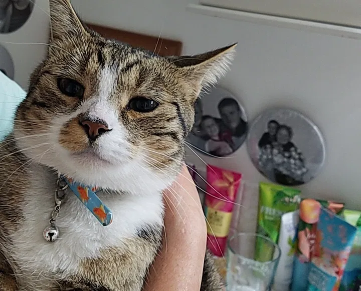 Lost cat in Veradale, WA, 99037