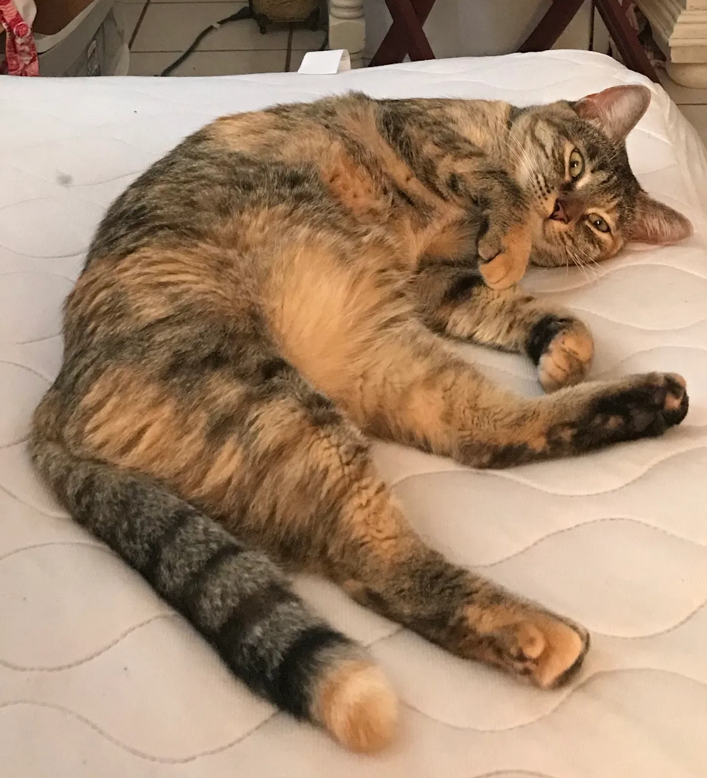 Lost cat in Merritt Island, FL, 32953