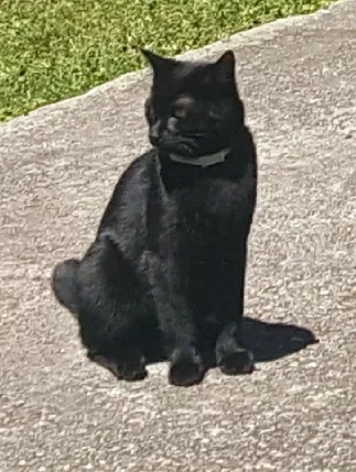 Lost cat in Covington, GA, 30014