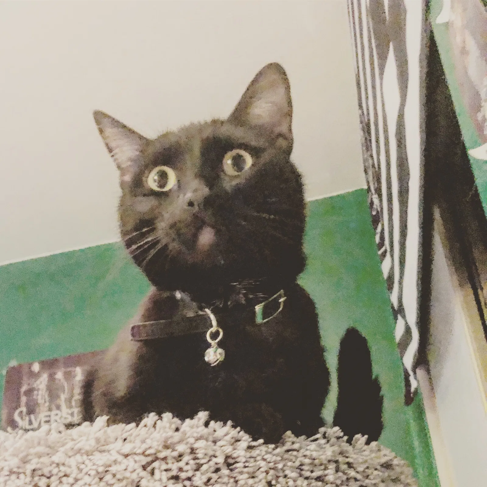 Lost cat in Temecula, CA, 92592