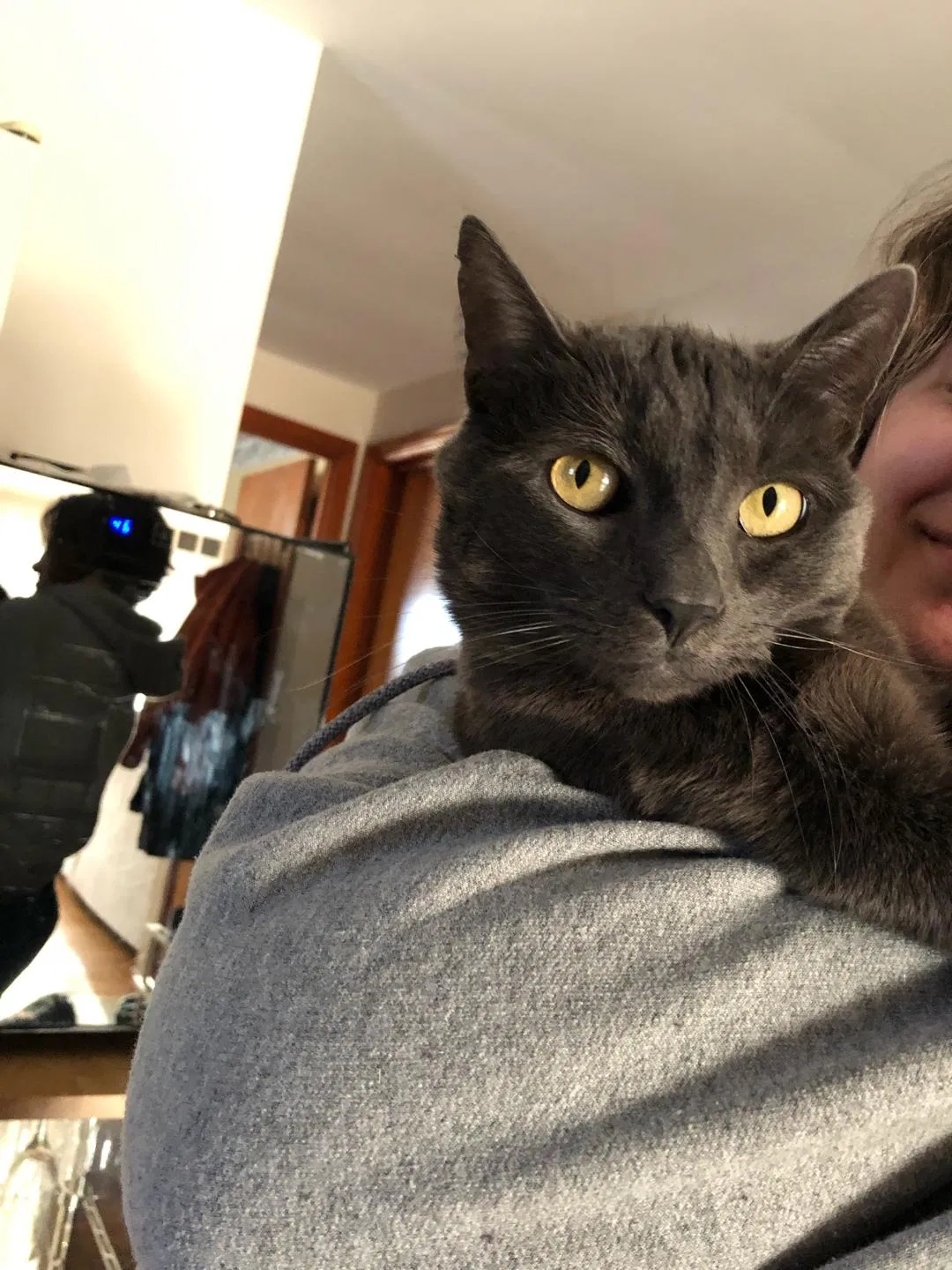 Lost cat in Buffalo, NY, 14210