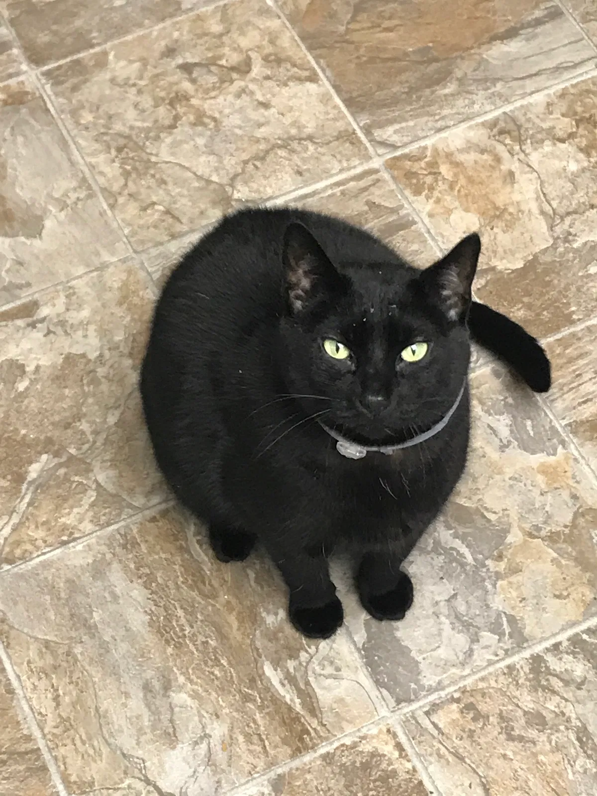 Lost cat in San Diego, CA, 92139