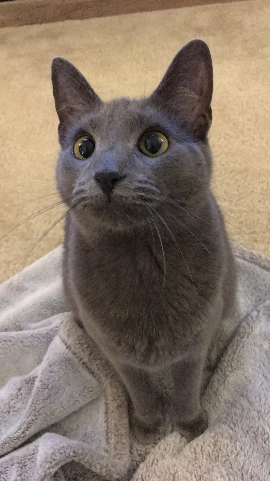Lost cat in Charlotte, NC, 28209