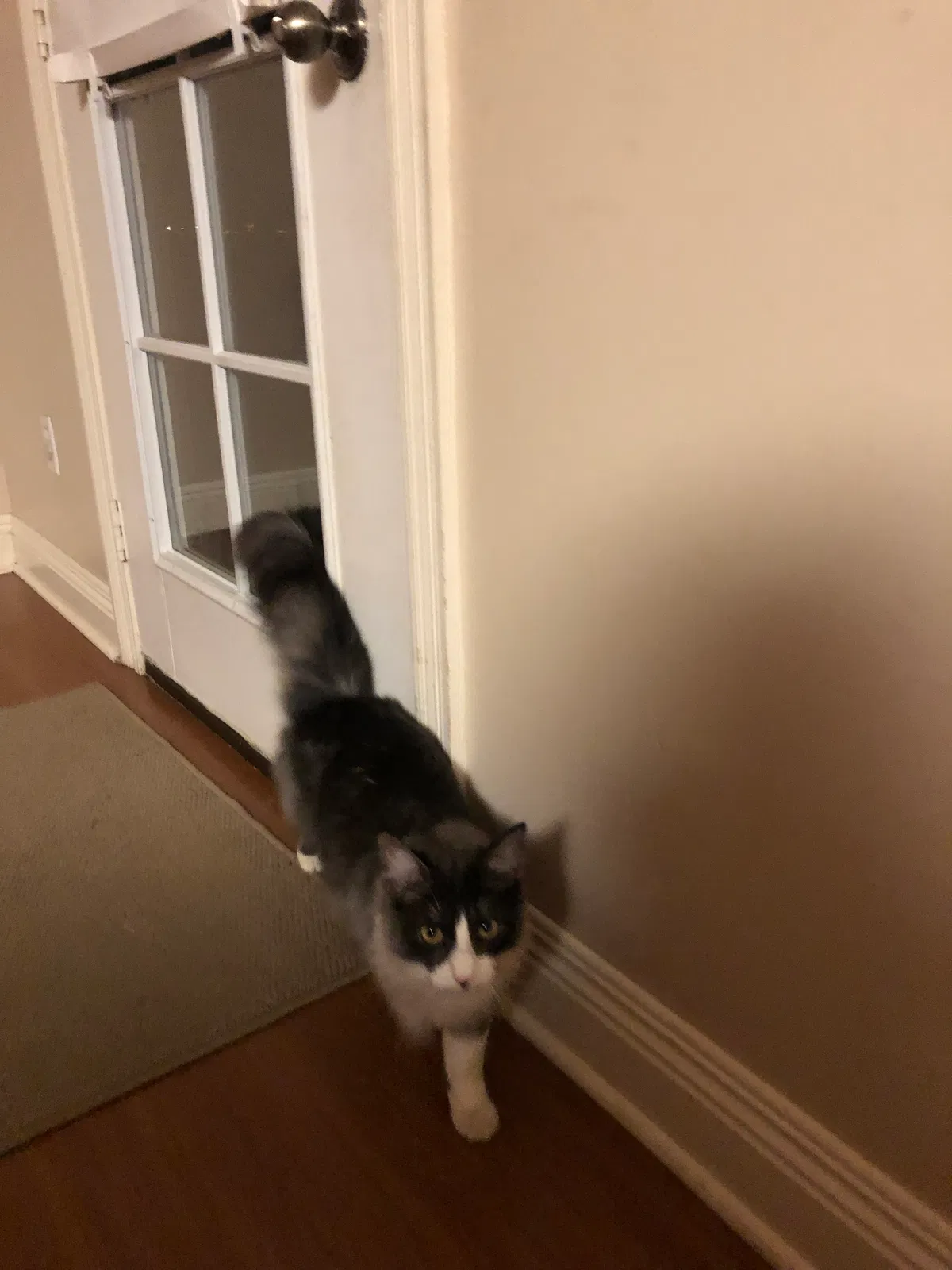 Lost cat in Youngsville, LA, 70592