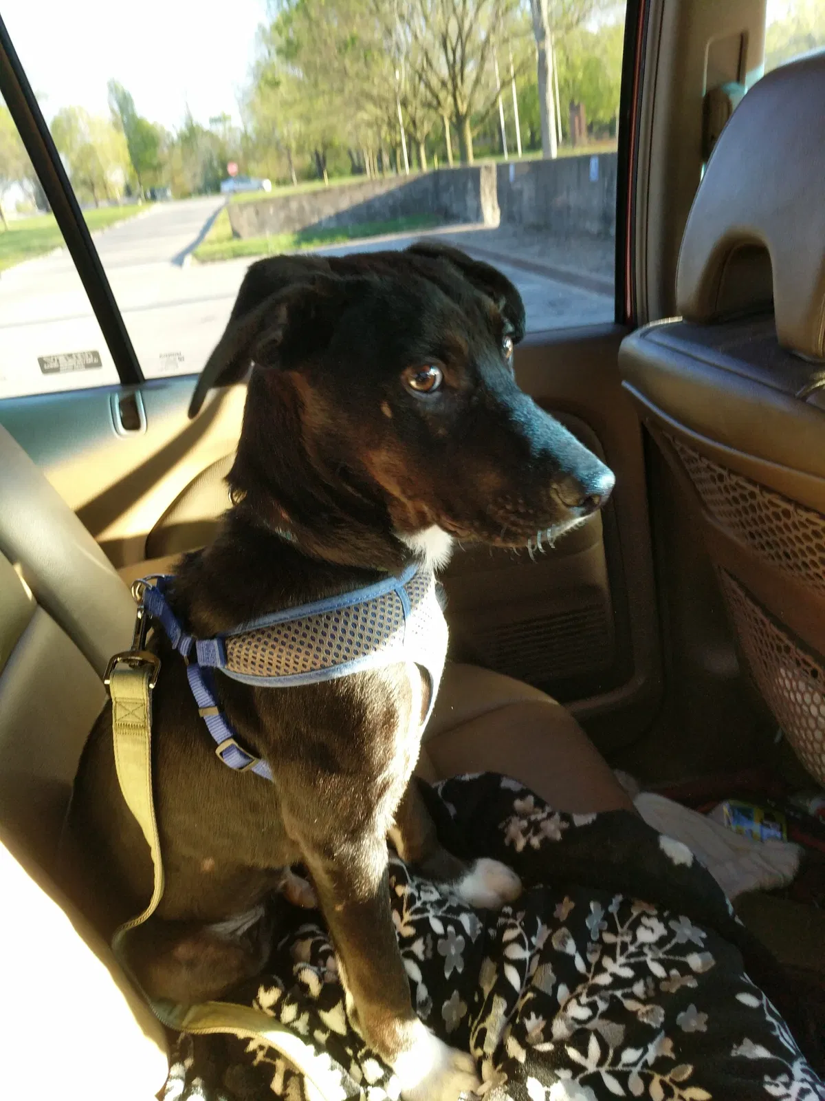 Lost dog in Indianapolis, IN, 46254