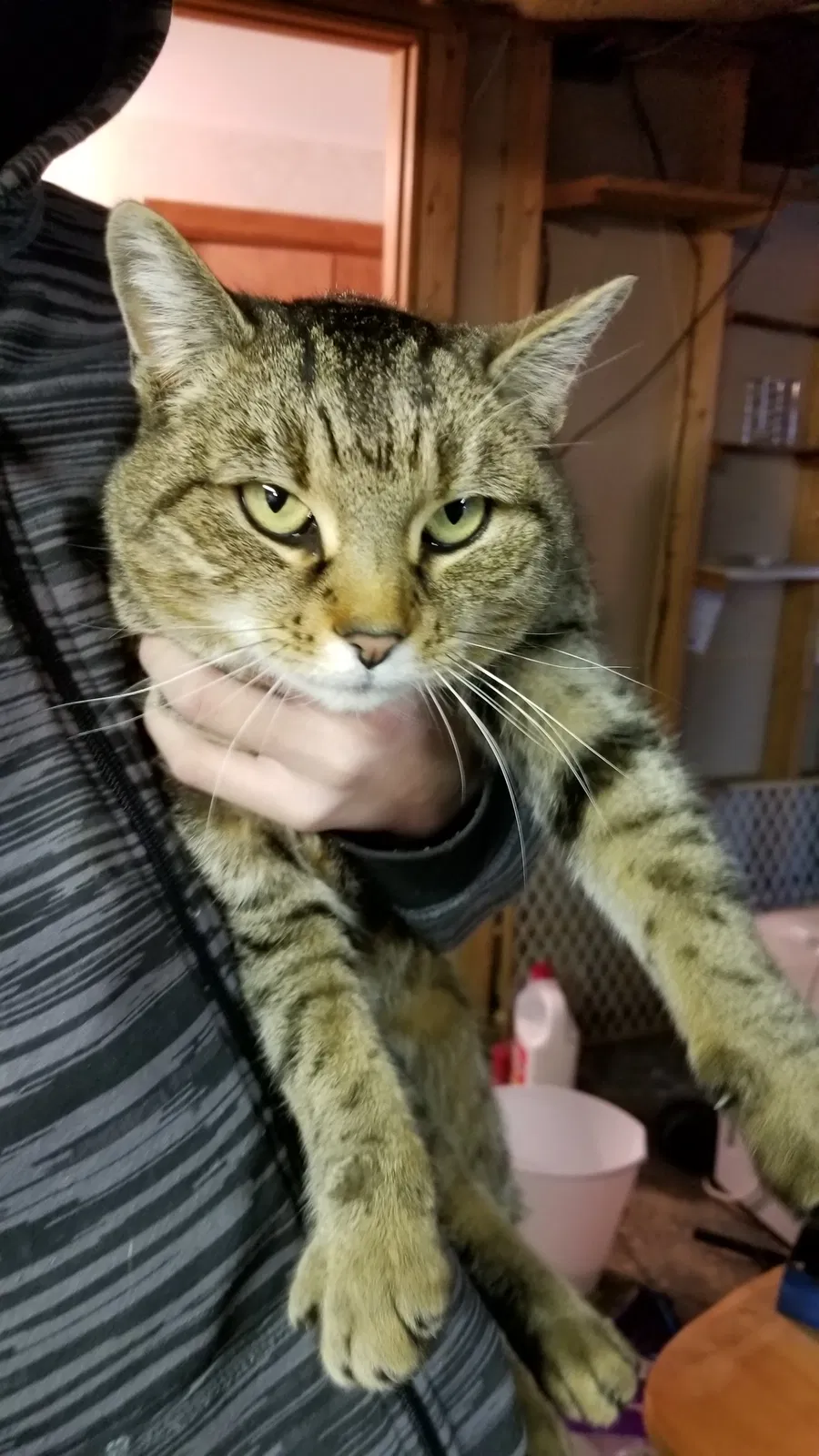 Lost cat in Taneytown, MD, 21787