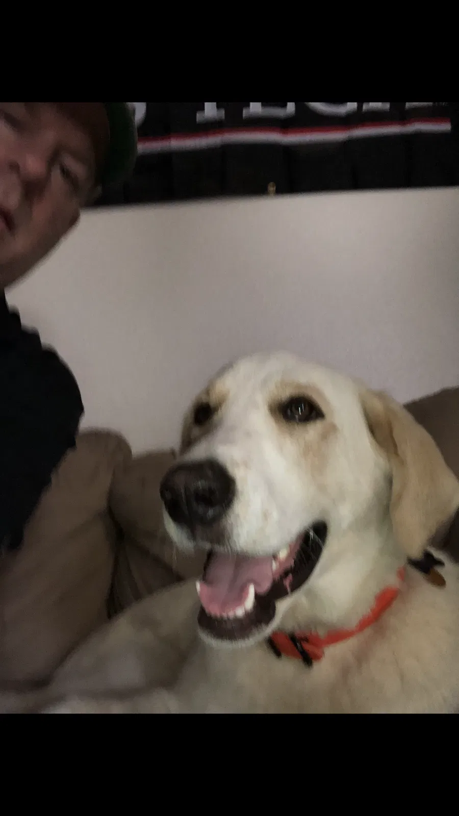 Lost dog in Lubbock, TX, 79416