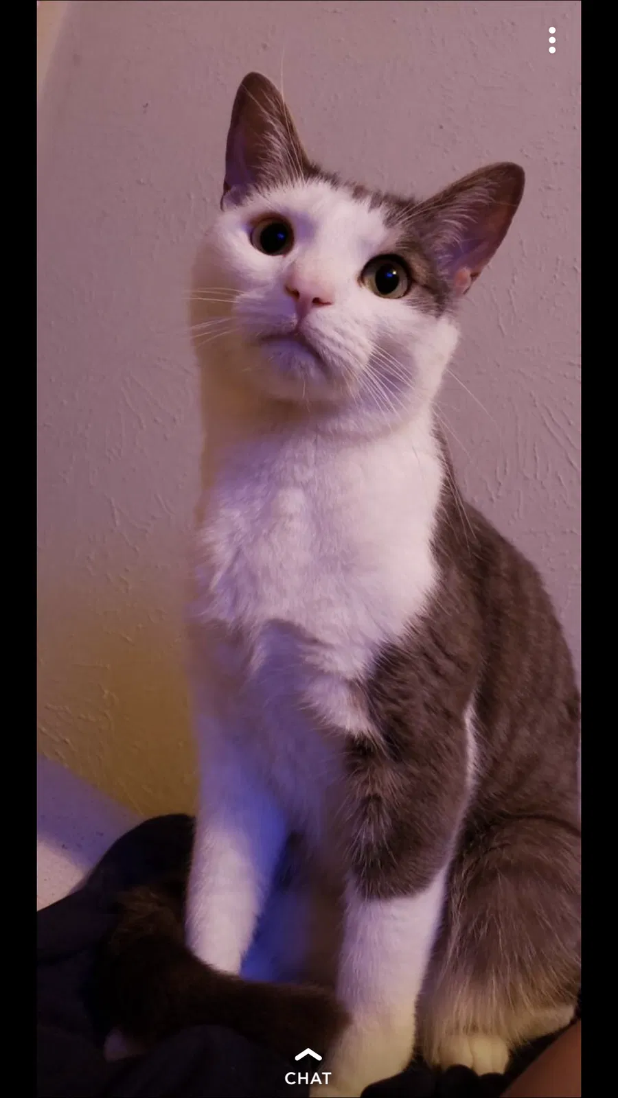 Lost cat in Garland, TX, 75044