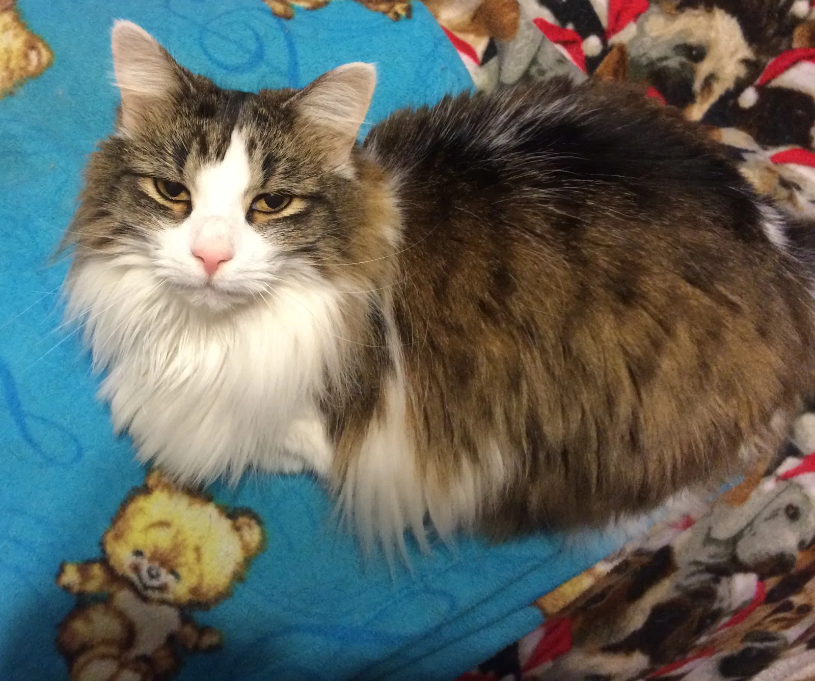 Lost cat in Marietta, GA, 30066