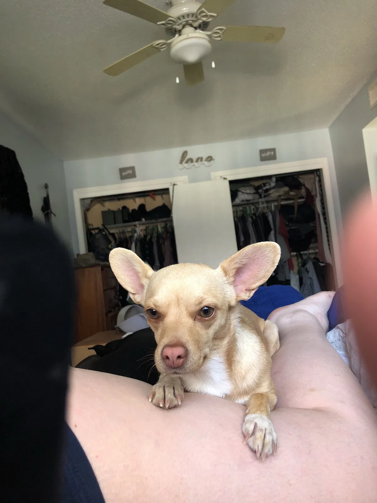 Lost dog in El Paso, TX, 79924