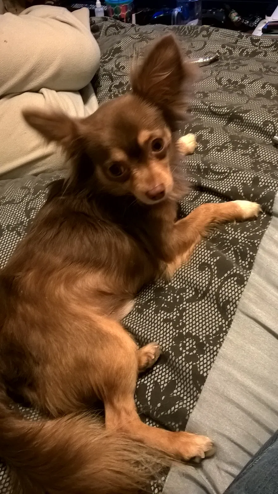 Lost dog in Claremore, OK, 74017