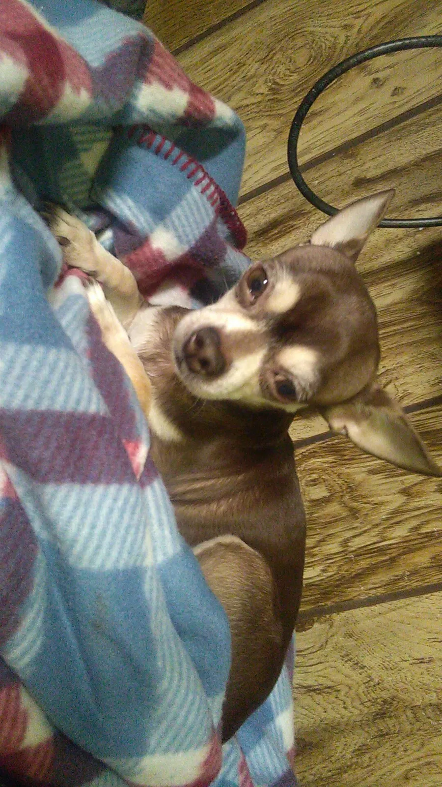 Lost dog in Chicago, IL, 60629