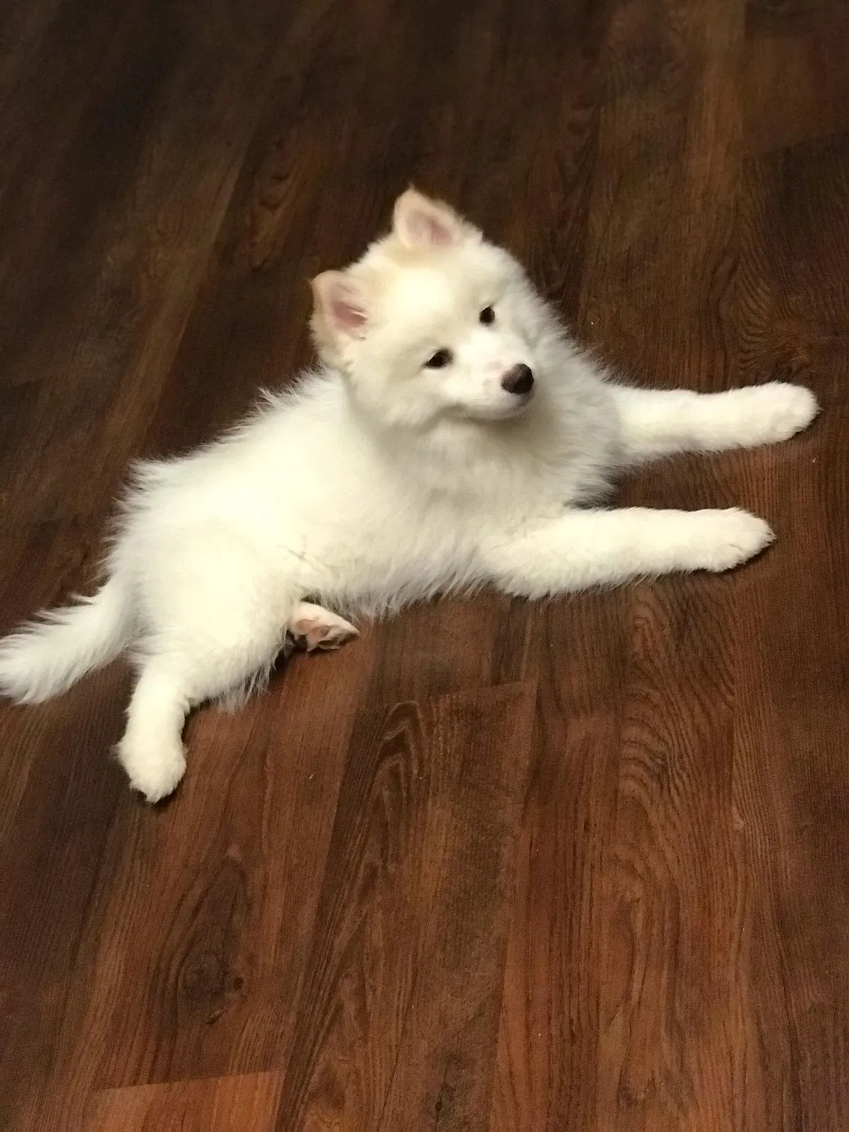 Lost dog in Columbus, OH, 43205