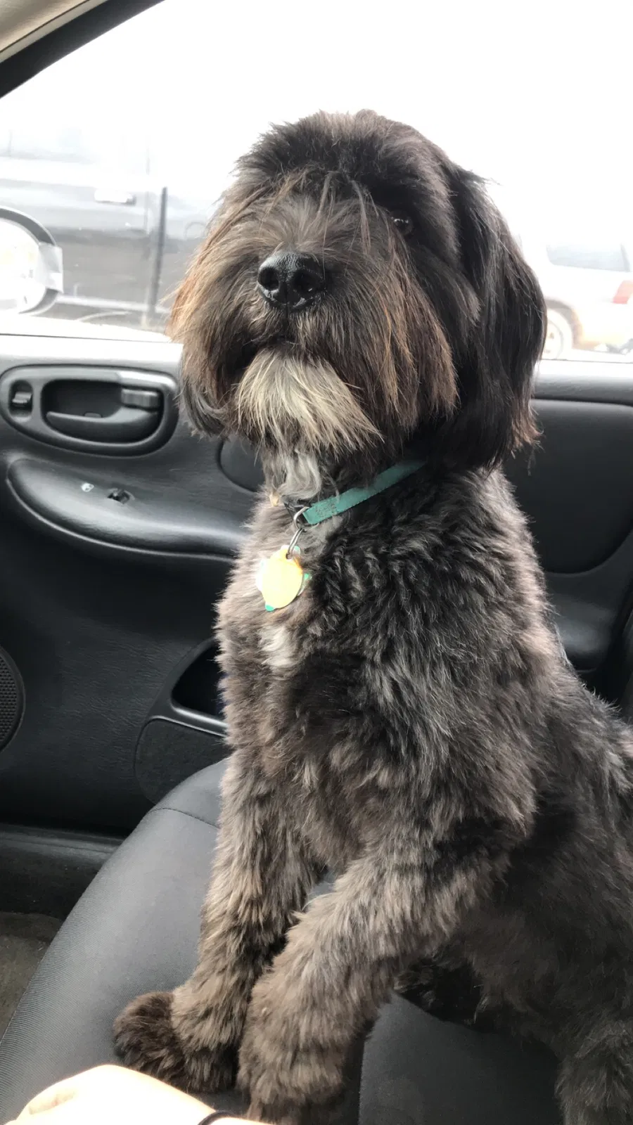 Lost dog in Iowa Park, TX, 76367