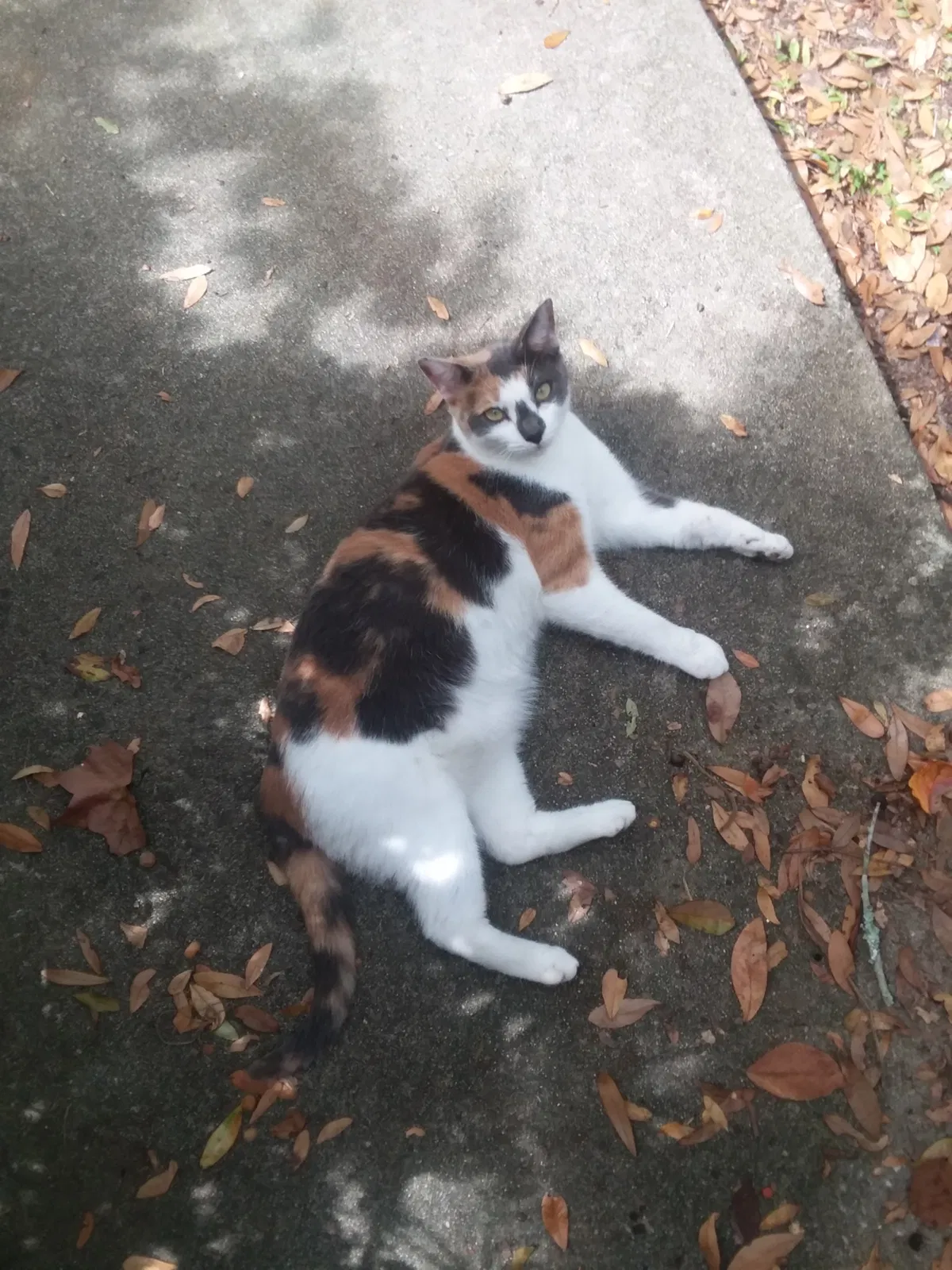 Lost cat in Eustis, FL, 32726