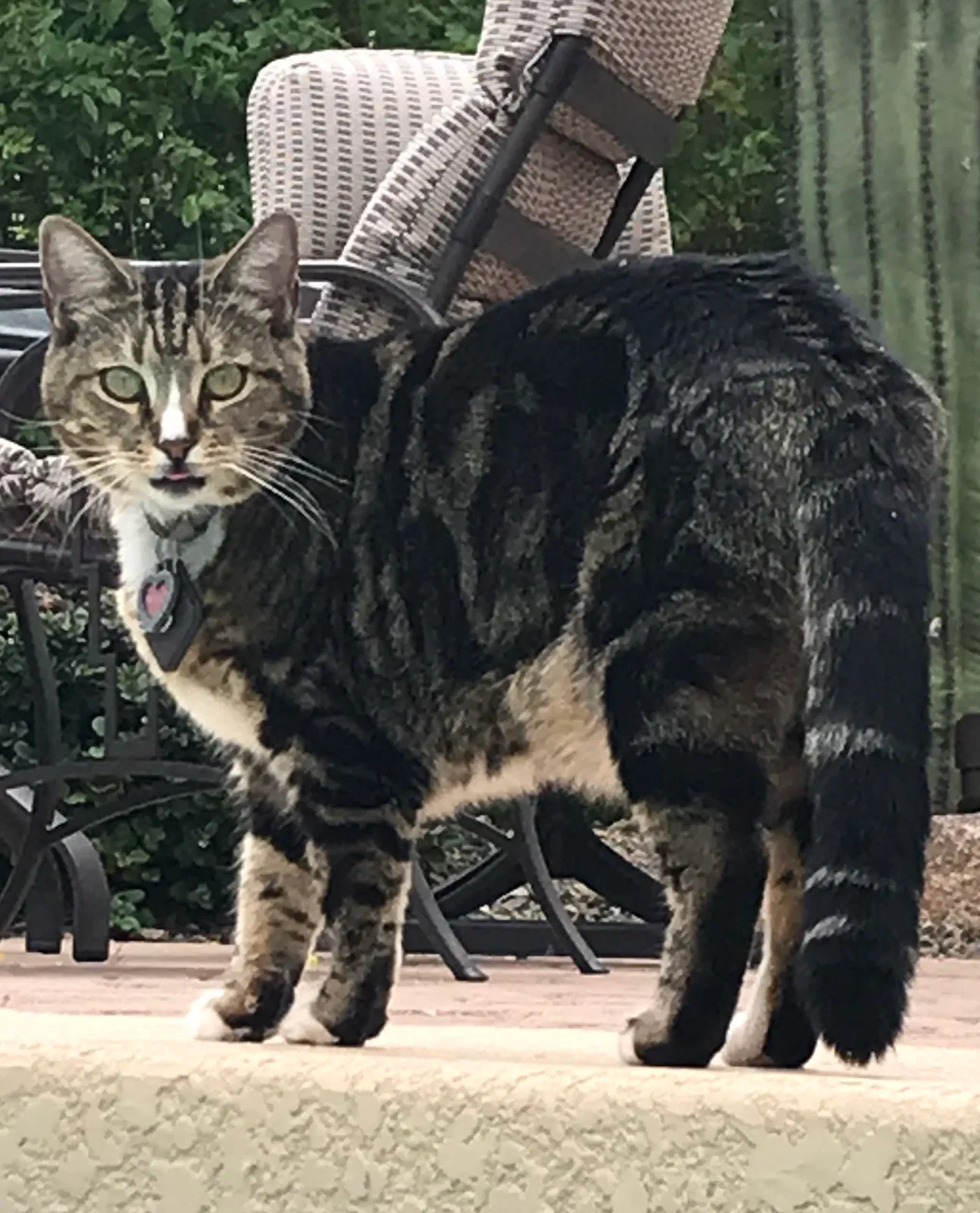 Lost cat in Peoria, AZ, 85383