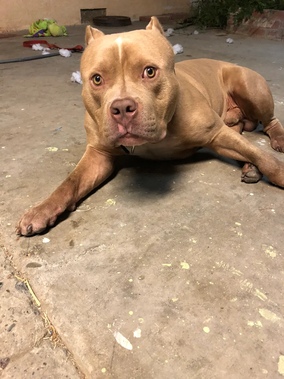 Lost dog in Modesto, CA, 95351