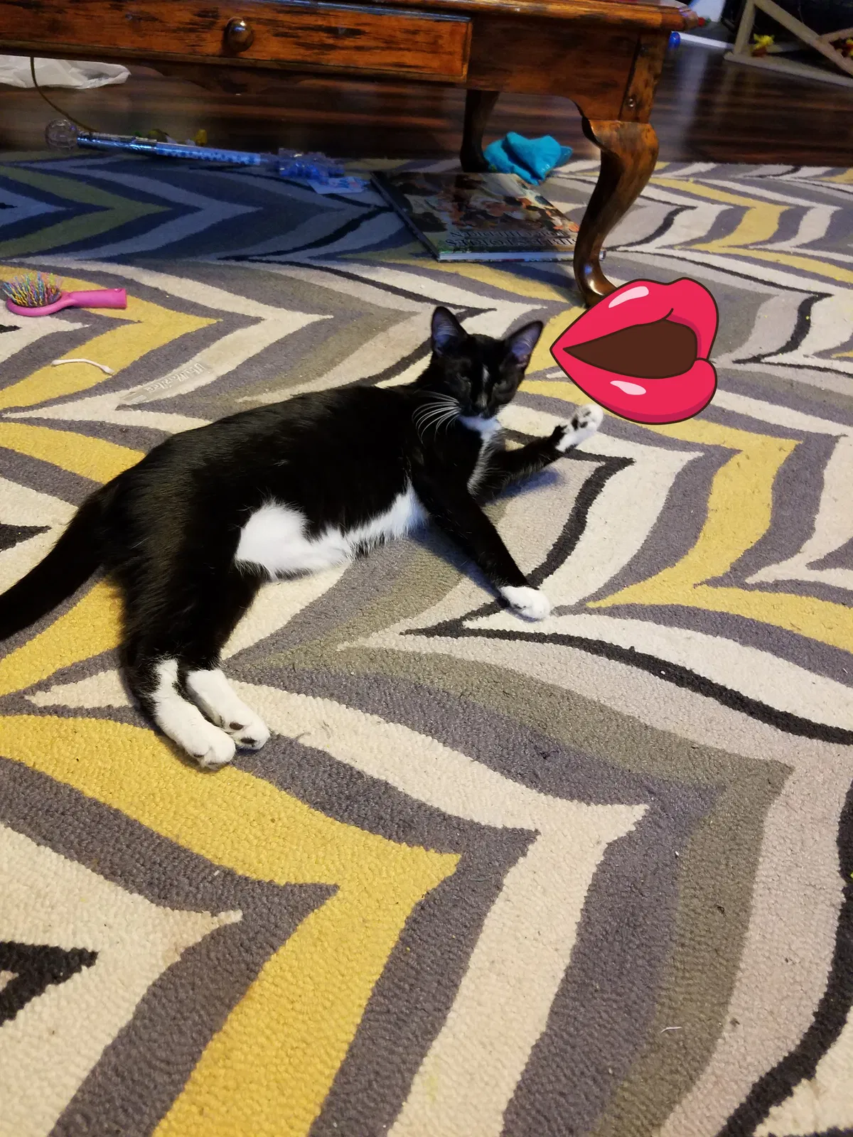 Lost cat in Byron, GA, 31008