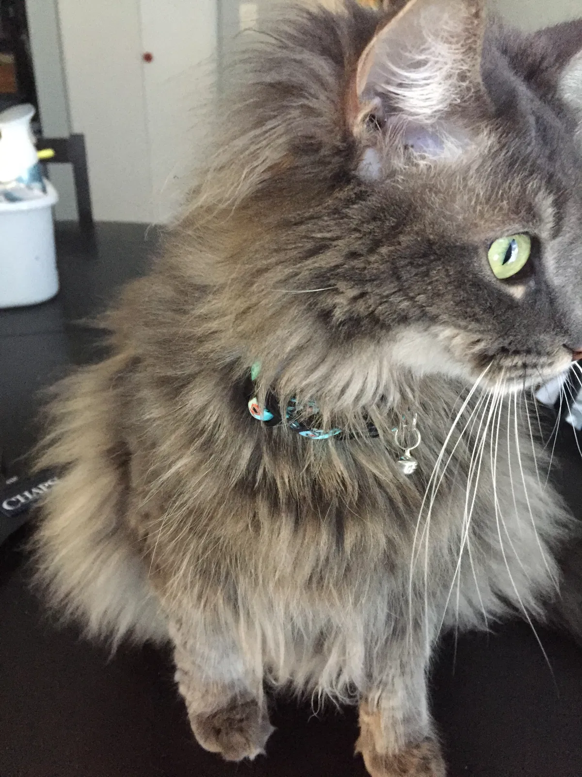 Lost cat in Middleburg, FL, 32068