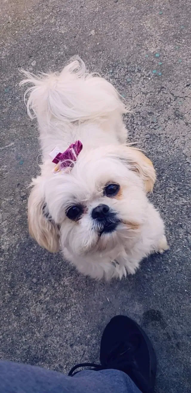 Lost dog in Manteca, CA, 95337