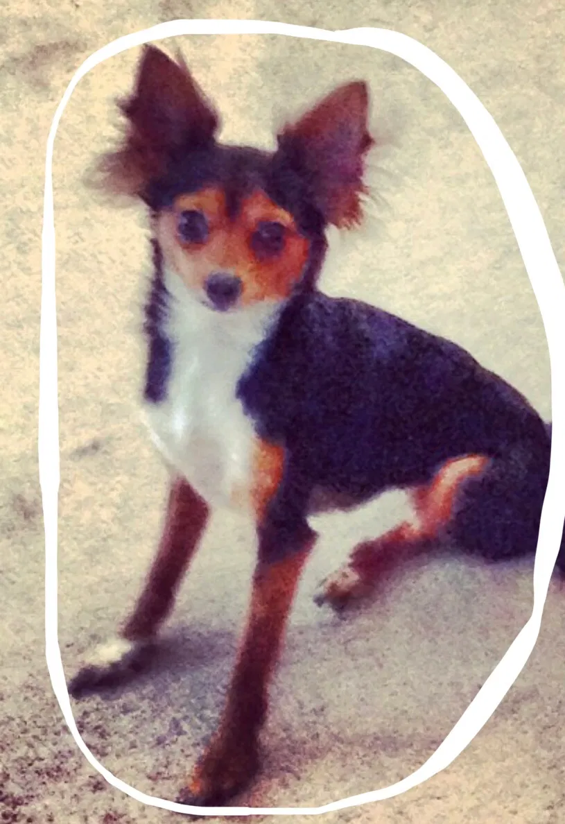 Lost dog in Stockton, CA, 95212