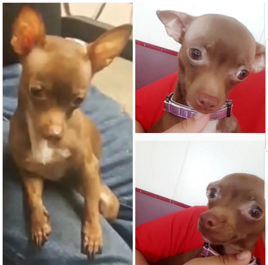 Lost dog in Pasadena, TX, 77506