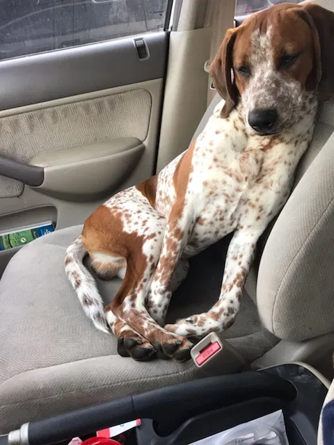 Found dog in Ooltewah, TN, 37363