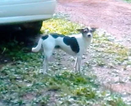 Lost dog in Cave Spring, GA, 30124