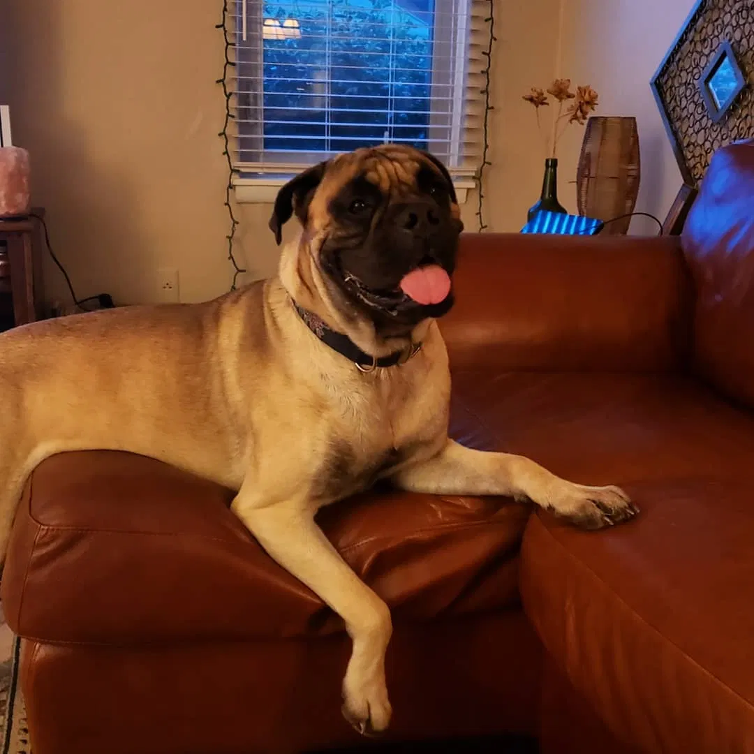 Lost dog in Virginia Beach, VA, 23454