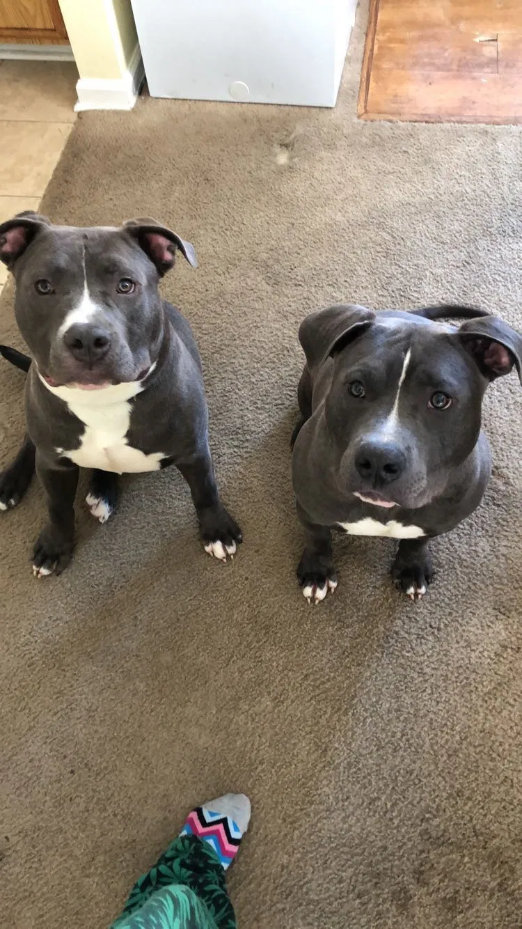Lost dog in Newport News, VA, 23601