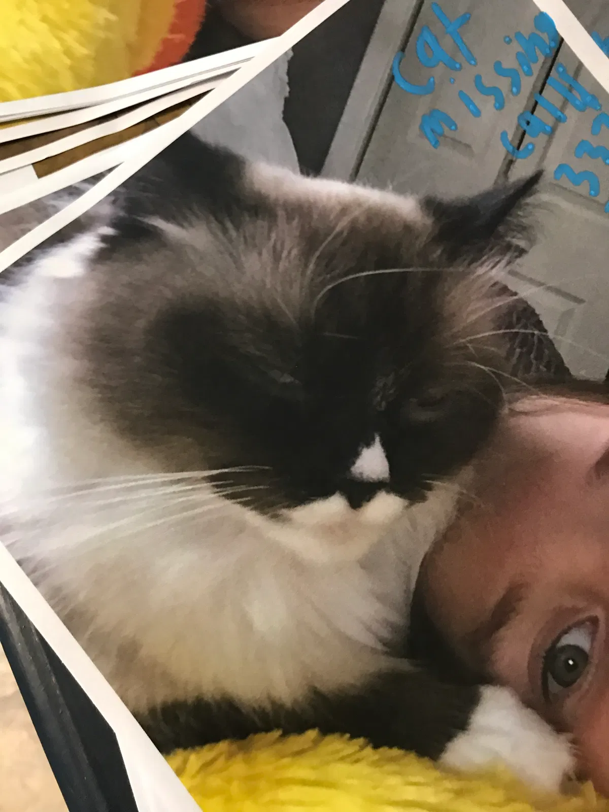Lost cat in Lafayette, LA, 70503