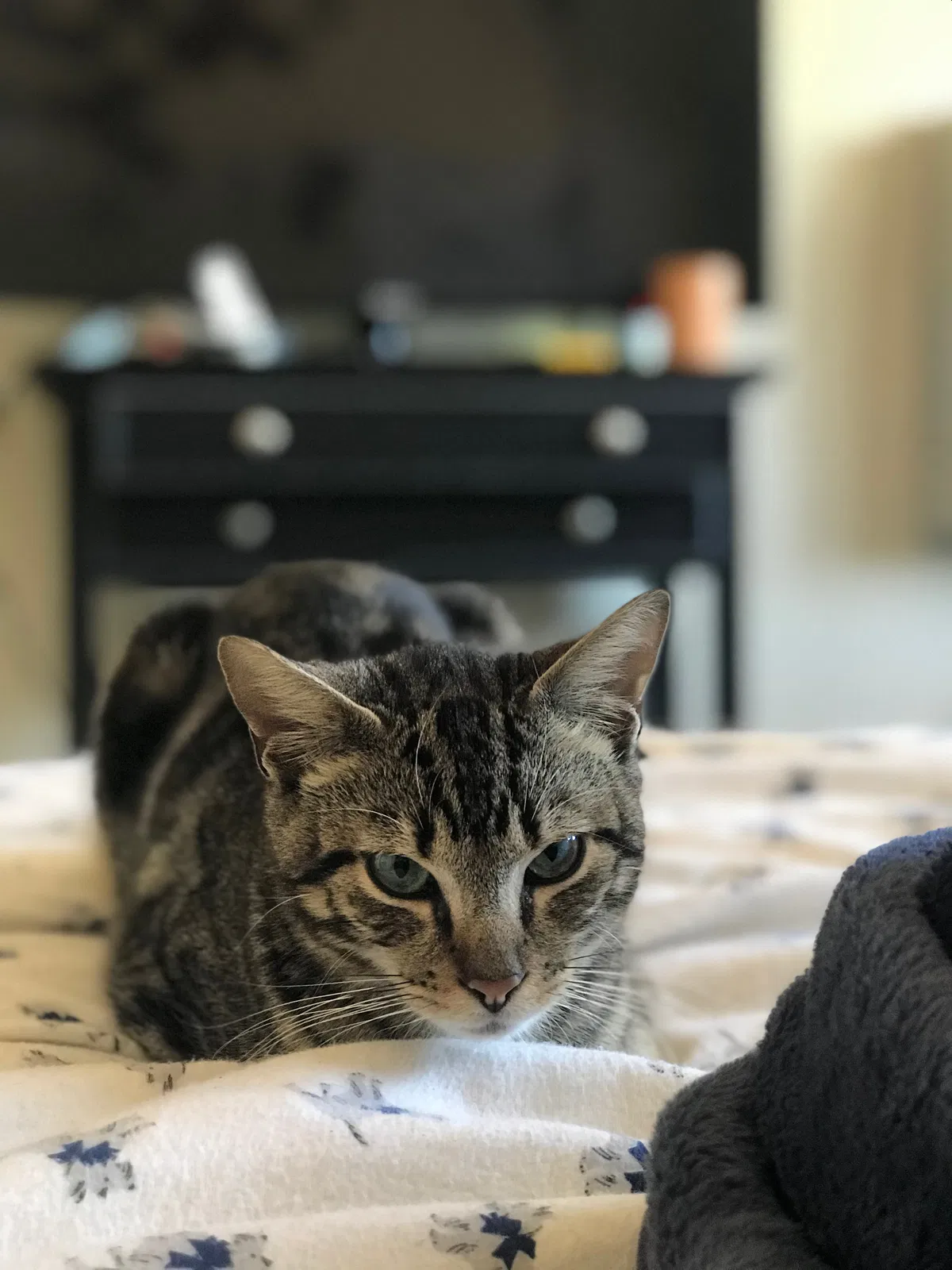 Lost cat in Geismar, LA, 70734