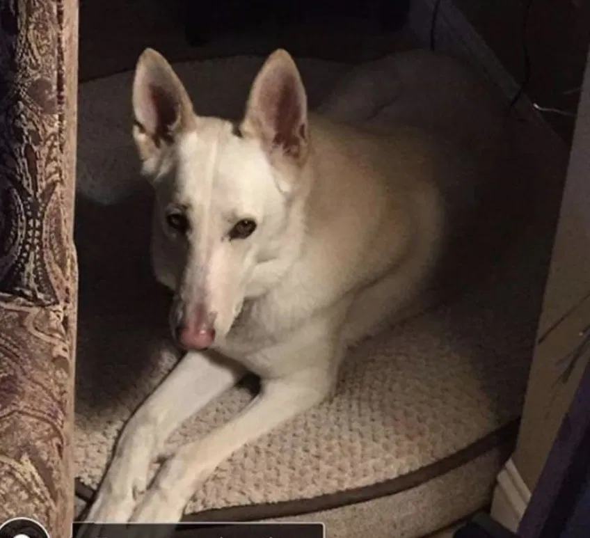 Lost dog in Oakdale, CA, 95361