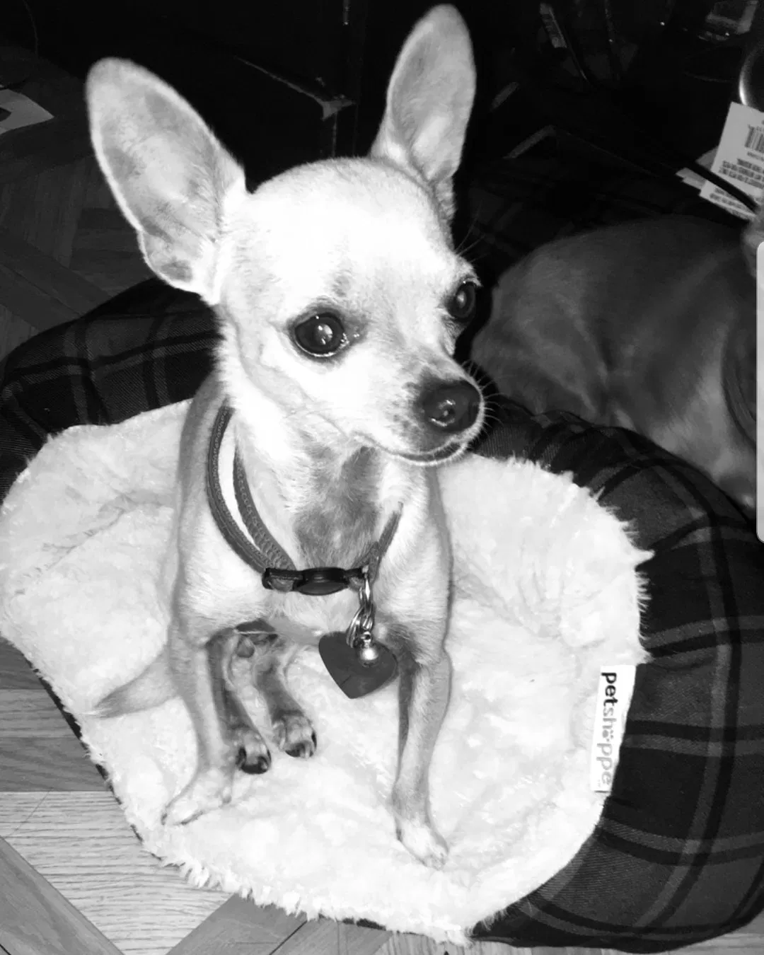Lost dog in Riverside, CA, 92501