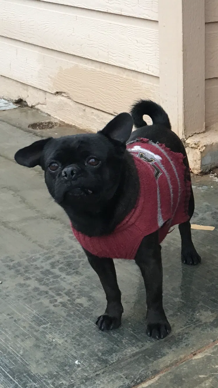 Lost dog in El Paso, TX, 79936