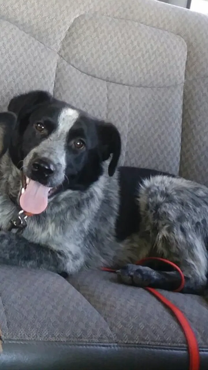 Lost dog in Santa Fe, NM, 87507