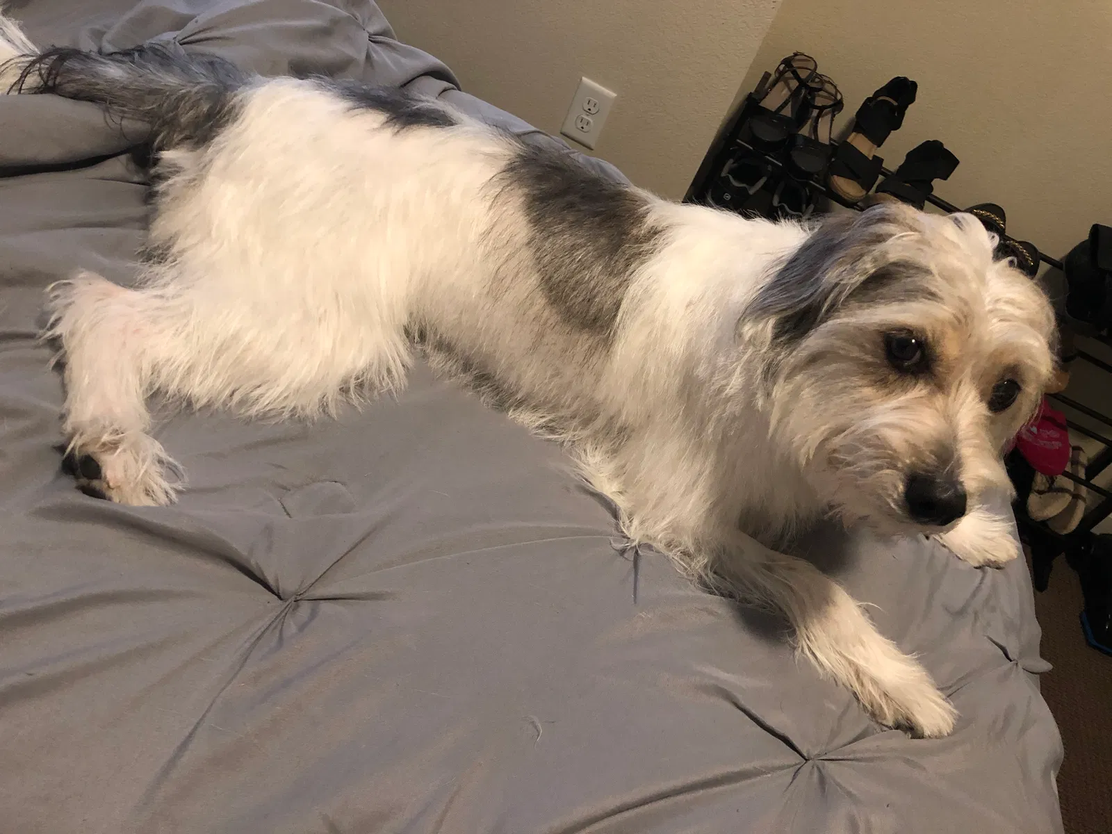 Lost dog in Sugar Land, TX, 77478