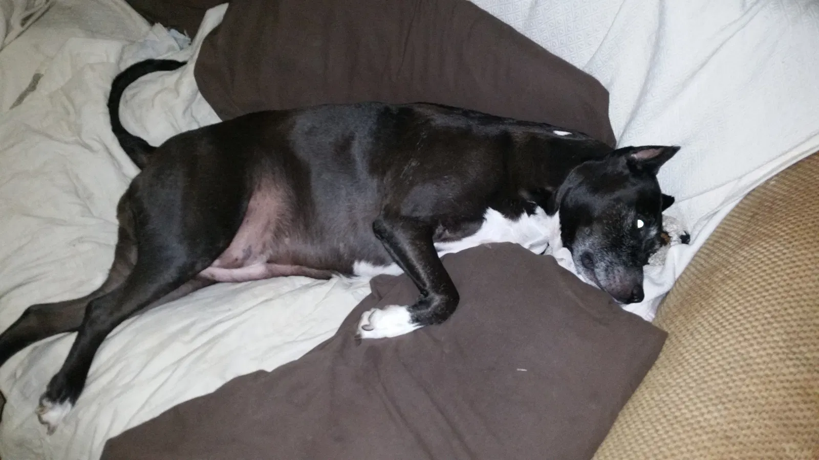 Lost dog in Bristol, VA, 24202