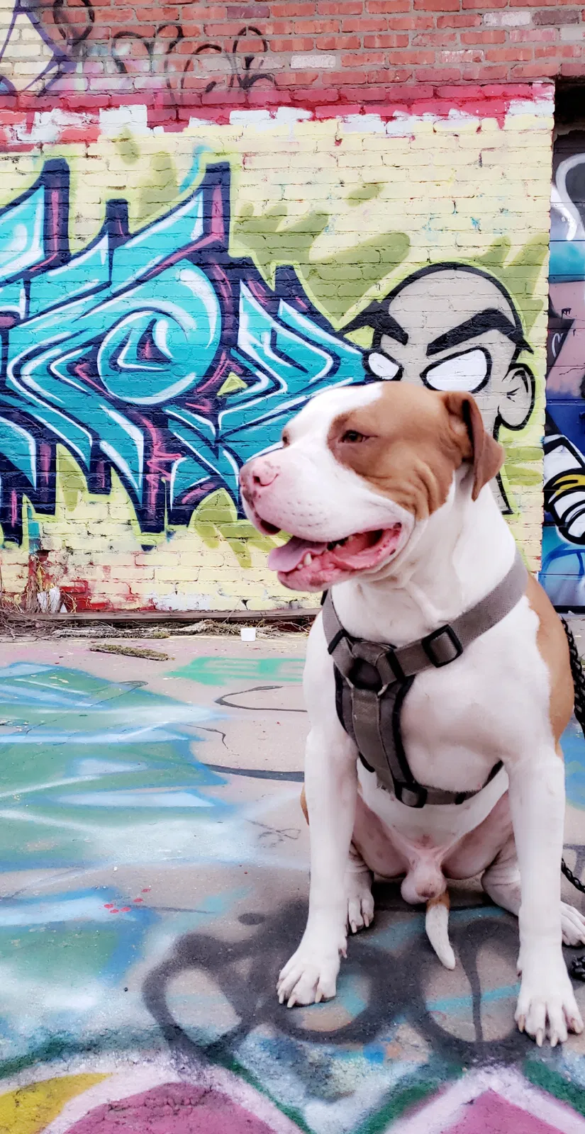 Lost dog in Wichita, KS, 67213
